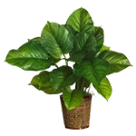 Blomster, planter og trær